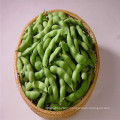 Organic green vegetable bean soybean seeds for planting